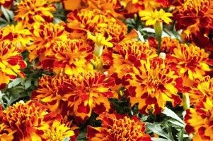 Marigolds - soiuri, fotografii și descriere, ziua de reședință de vară