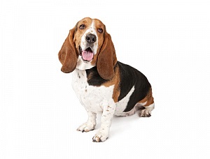 Basset Hound - a fajta leírása, karakter, méret, gondozás, ár a katalógusban a hivatalos oldalon