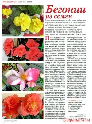 Begonii din revista de semințe - flori de casă - №3 2015 - țara mamei