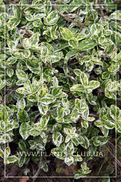 Beresklet forchun Harlequin sau euonymus fortunei - harlequin