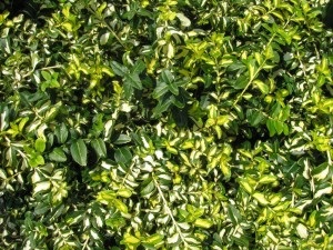 Euonymus Fortune засаждане и грижи, качество и снимки