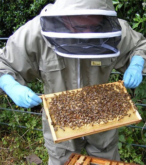 Méhészeti terv, méhészet megnyitása, ingyenes példa letöltés