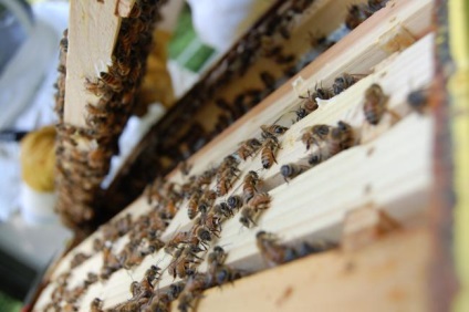 Méhészeti terv, méhészet megnyitása, ingyenes példa letöltés