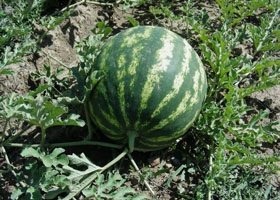 Planul de afaceri al unei ferme de pasari (cresterea pasarilor)