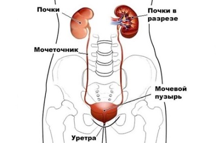 Boli ale sistemului genito-urinar la femei