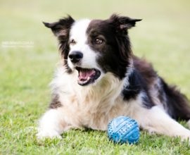 Boli ale sistemului respirator la câini (fotografii, simptome și tratament)