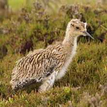 Great Curlew 1