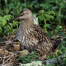 Great Curlew 1