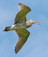 Great Curlew Wikipedia