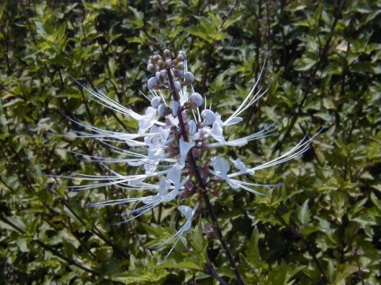 Ceai de rinichi (ortosifon staminat) - simptome și tratament cu remedii folclorice la domiciliu