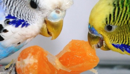 Ce poți să hrănești cu un papagal pe lîngă hrană - în lumea animală