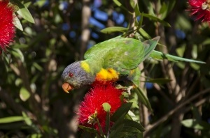 Cum de a diversifica dieta unui papagal ondulat
