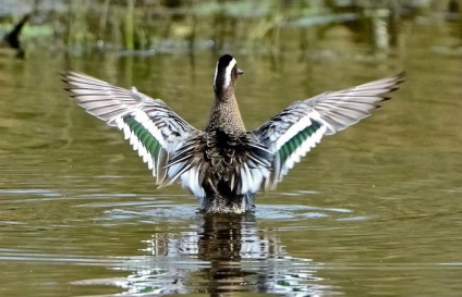 Tigru de tip tigru, reproducere, fotografie