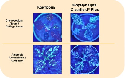 Clearfield plus - cea mai inovatoare tehnologie pentru cultivarea floarea-soarelui