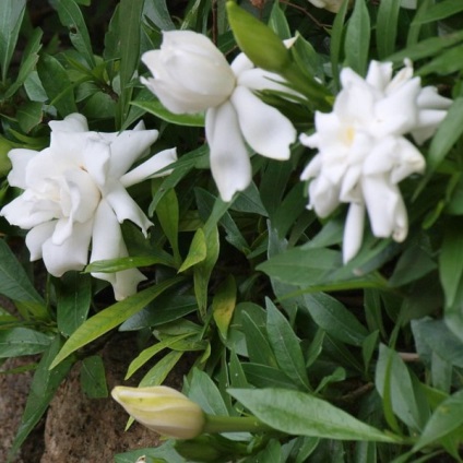 Gardenia virágok jázmin fotó és otthoni gondozás, reprodukció