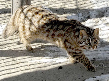 Pisica sălbatică din Far Eastern, fotografie și descriere