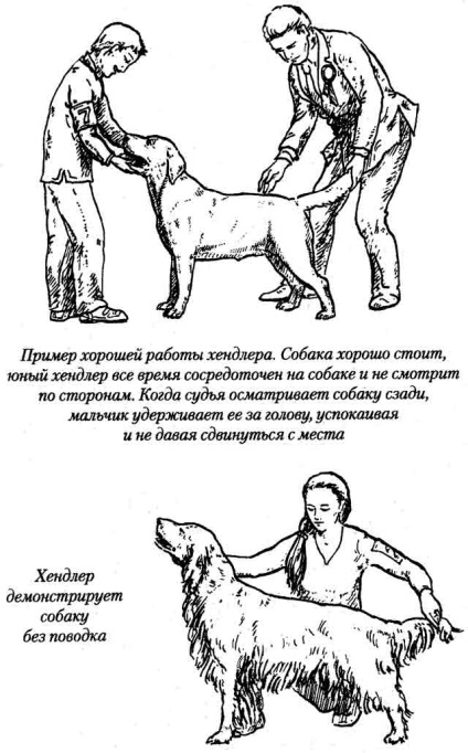Demonstrarea câinelui în inel