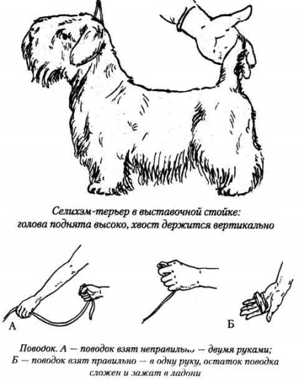 Demonstrarea câinelui în inel