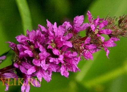 Derbennik - plantarea și îngrijirea plantei