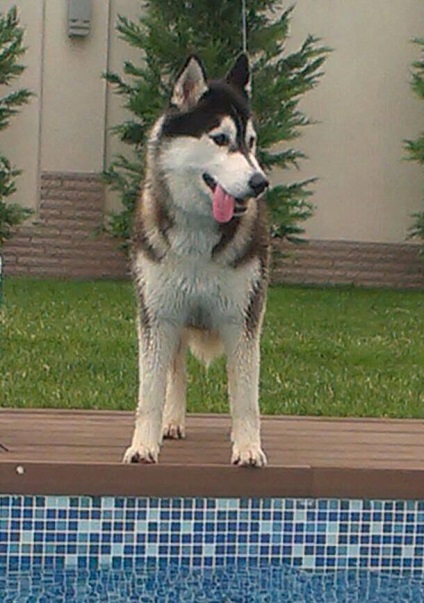 Jurnal de Husky siberian