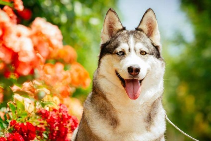 Jurnal de Husky siberian