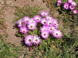 Dorotheanthus cultivarea de dorotanthus