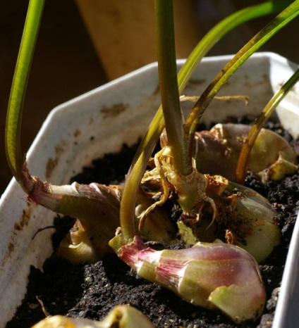 Drimiopsis otthoni ápolás, növényfajok és azok jellemzői
