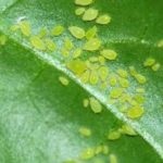 Drimiopsis îngrijire la domiciliu, specii de plante și caracteristicile acestora