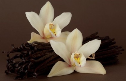 Caracteristicile și aplicațiile uleiului esențial de vanilie