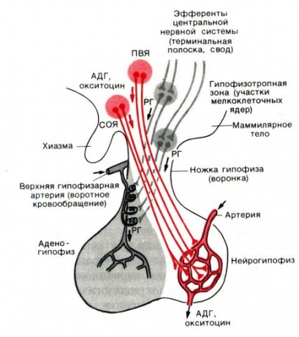 Egonil - bucuria tuturor celor care plâng