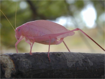 Exotic Pink Grasshopper