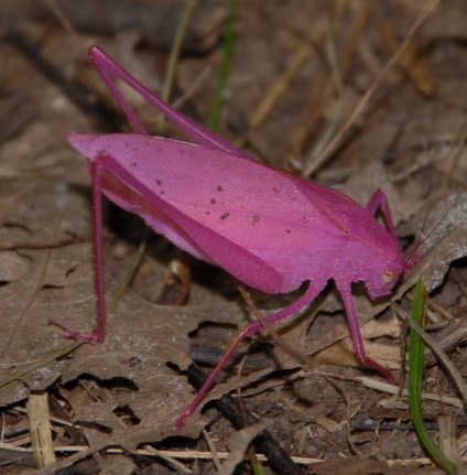 Exotic Pink Grasshopper