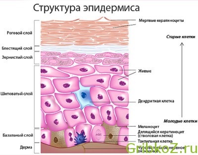 Epidermia - bariera protectoare a pielii noastre