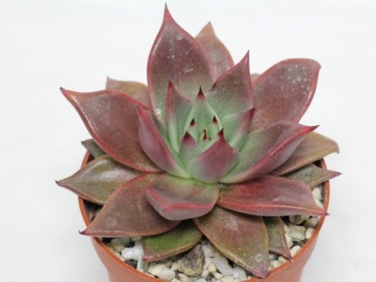 Echeveria îngrijire la domiciliu