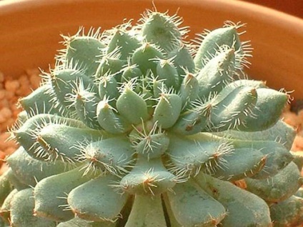 Echeveria - otthoni ápolás, reprodukció, videó