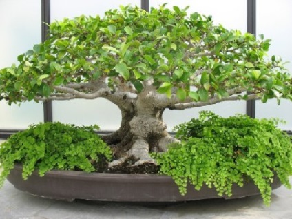 Filozofia și arta de creștere a bonsai - blog bonsai - arta copacilor în creștere