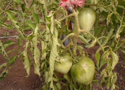Phytophthora pe tomate cum să lupte, cum să salveze roșiile
