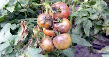 Phytophthora pe tomate cum să lupte, cum să salveze roșiile