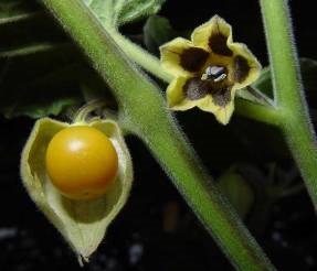 Physalis - Solanaceous kultúrák - zöldségtermesztés