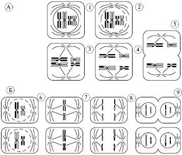 Forme de reproducere a organismelor