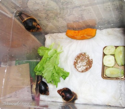 Raport de fotografie despre viața melcilor și noua lor viață pe covoare, țara maestrilor