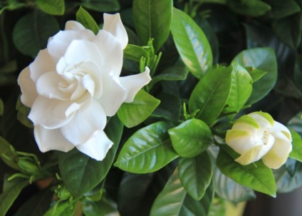Gardenia îngrijire la domiciliu pentru incepatori, floare foto