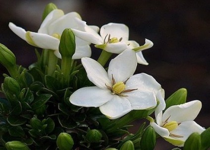 Gardenia îngrijire la domiciliu pentru incepatori, floare foto