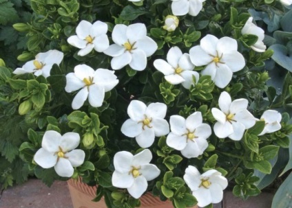 Gardenia îngrijire la domiciliu pentru incepatori, floare foto