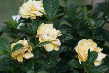 Gardenia gondozás, népszerű fajok és a virág legfőbb betegségei
