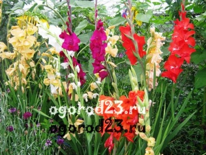 Gladiolus - leszállás és gondozás a szabadban