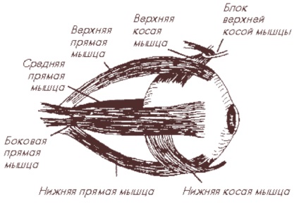 мускулите на очите - структурата и основни функции