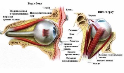 мускулите на очите - структурата и основни функции