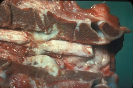 Viermii la bovine (vaci, viței, tauri) - simptome, tratament, parazit pe corpul unei vaci