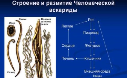 Viermii la bovine (vaci, viței, tauri) - simptome, tratament, parazit pe corpul unei vaci